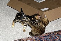 Lance (17) and Trim (12) at play.  